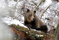 nature-animal-bear_IPE0571
