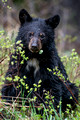 nature-animal-bear_P8B2258
