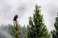 nature-animal-bird-eagle_PSB4519