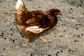 Chicken strolling through Goat poop, small