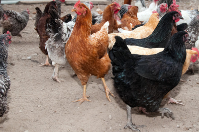 Chicken Gathering