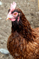 Close Up of Mister Rooster, small