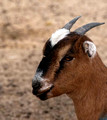Smiling Goat, small