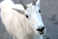 nature-animal-mountain-goat-DSC_0429