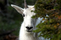 nature-animal-mountain-goat-DSC_0454