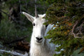 nature-animal-mountain-goat-DSC_0456