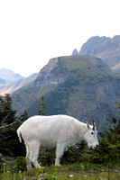 nature-animal-mountain-goat-DSC_0487