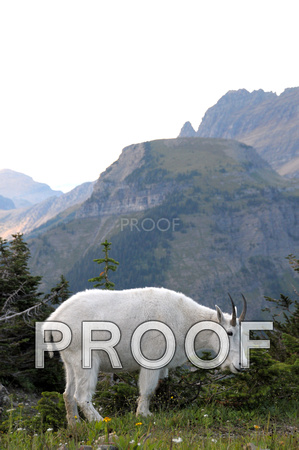 nature-animal-mountain-goat-DSC_0487