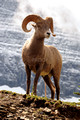nature-animal-sheep-DSC_9062 (2)