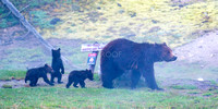 nature-animal-bear_P8B2282