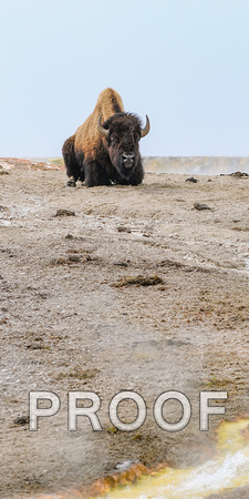 nature-animal-buffalo-bison-DSC_6917