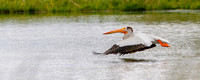 nature-animal-bird-pelican-bozeman_PSB1887-pano-25x1 copy