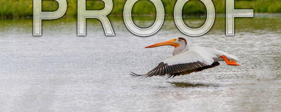 nature-animal-bird-pelican-bozeman_PSB1887-pano-25x1 copy