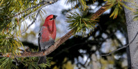 nature-animal-bird-pine-grossbeak-DSC_2533