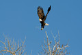 nature-animal-bird-eagle_PSB8601