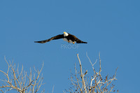 nature-animal-bird-eagle_PSB8602