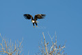 nature-animal-bird-eagle_PSB8603