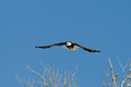 nature-animal-bird-eagle_PSB8607