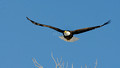 nature-animal-bird-eagle_PSB8609