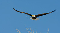nature-animal-bird-eagle_PSB8609