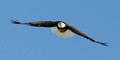 nature-animal-bird-eagle_PSB8612